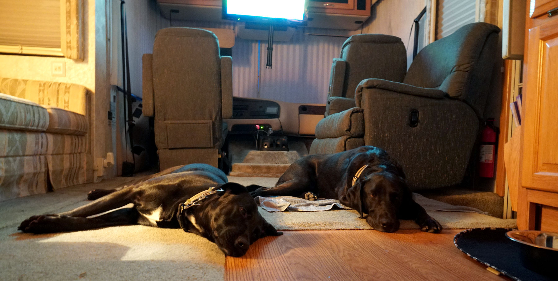 tired dogs